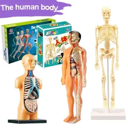 Tułów człowieka / szkielet - model anatomiczny - medyczne narządy wewnętrzne - do nauczaniaEdukacja