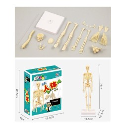 Tułów człowieka / szkielet - model anatomiczny - medyczne narządy wewnętrzne - do nauczaniaEdukacja
