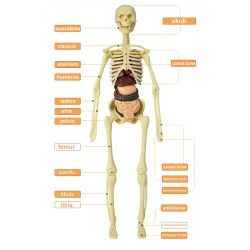 Tułów człowieka / szkielet - model anatomiczny - medyczne narządy wewnętrzne - do nauczaniaEdukacja