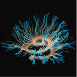Dekoracja do akwarium - silikonowy świecący morski anemonDekoracje